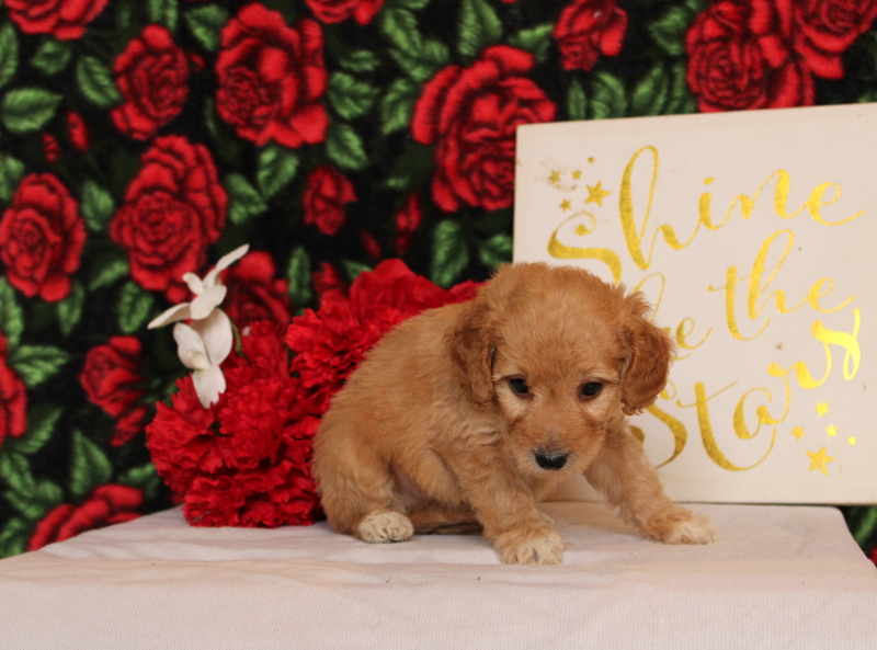 puppy, for, sale, Mini Goldendoodle F2, Matthew B. Stoltzfus, dog, breeder, Gap, PA, dog-breeder, puppy-for-sale, forsale, nearby, find, puppyfind, locator, puppylocator, aca